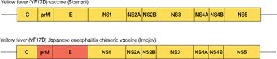 An experimental medicine decipher of a minimum correlate of cellular immunity: Study protocol for a double-blind randomized controlled trial